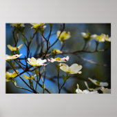 Bloesem van de Cornus, Poster (Voorkant)