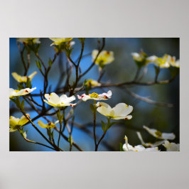 Bloesem van de Cornus, Poster