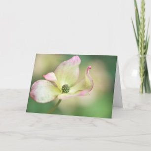 Bloesem van de kornoelje Cornus Misser Satomi' Kaart