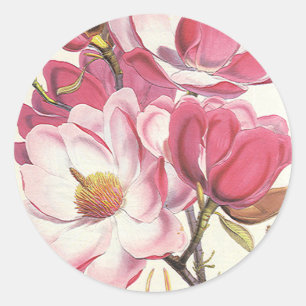 Bloesem van oude magnoliaboom, roze tuinvluchten ronde sticker