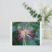 bloesem van roze Mimosa Briefkaart (Staand voorkant)