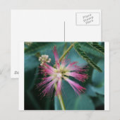 bloesem van roze Mimosa Briefkaart (Voorkant / Achterkant)