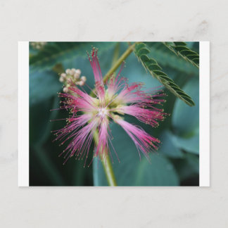 bloesem van roze Mimosa Briefkaart