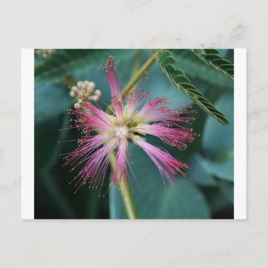 bloesem van roze Mimosa Briefkaart (Voorkant)