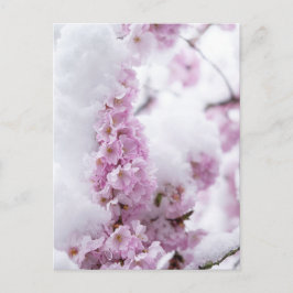 Bloesemans Postkaart