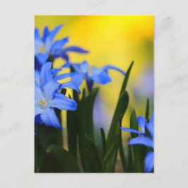 Bloesemans Postkaart