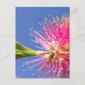 Bloesemans Postkaart (Voorkant)