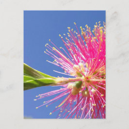 Bloesemans Postkaart