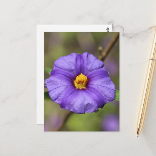 Bloesemansichtkaart Briefkaart (Voorkant / Achterkant in situ)