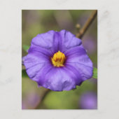 Bloesemansichtkaart Briefkaart (Voorkant)