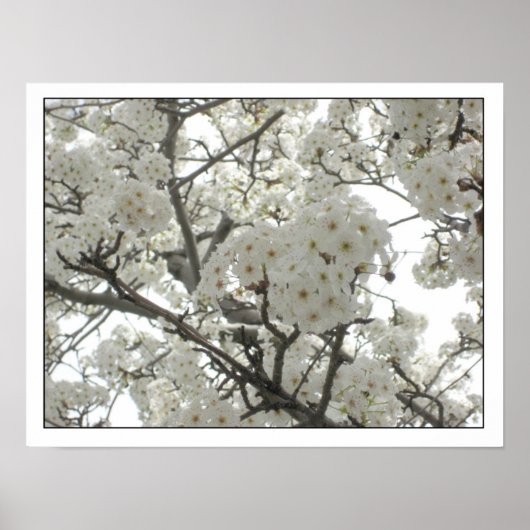 bloesems1 Poster (Voorkant)