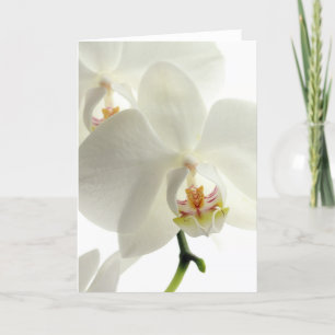 Bloesems Bloemen Orchideeën Vrede Liefde Lotsbeste Bedankkaart