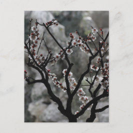 bloesems briefkaart