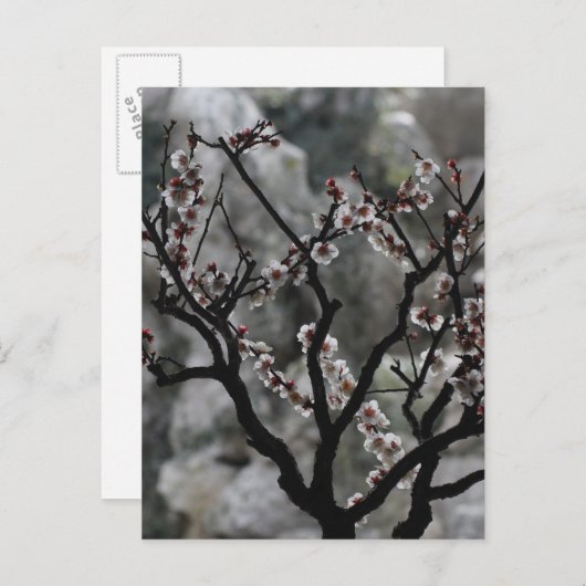 bloesems briefkaart (Voorkant / Achterkant)