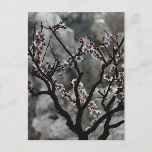 bloesems briefkaart (Voorkant)