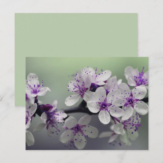 bloesems briefkaart (Voorkant / Achterkant)