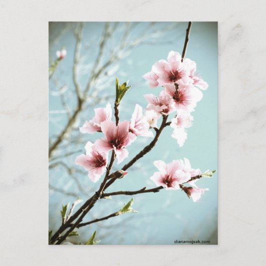 bloesems in het voorjaar briefkaart (Voorkant)