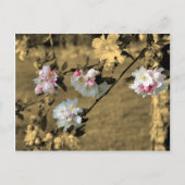 Bloesems op Sepia het Briefkaart van de Bloem (Voorkant)