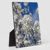 Bloesems van de Bradford-peer Fotoplaat (Zijkant)