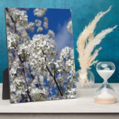 Bloesems van de Bradford-peer Fotoplaat (Zijkant)