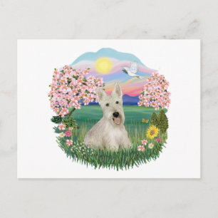 Bloesems - Wheaten Schotse Terriër Briefkaart