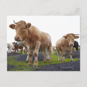 Blok jonge witte koeien in Schotland Briefkaart