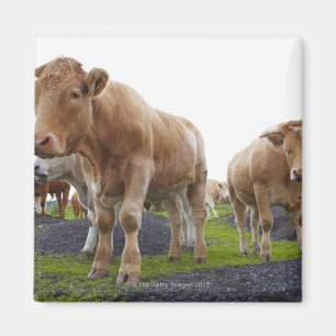 Blok jonge witte koeien op Schots gebied Magneet