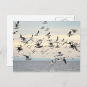 Blok Seagulls Foto Briefkaart (Voorkant / Achterkant)