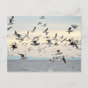 Blok Seagulls Foto Briefkaart