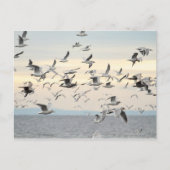 Blok Seagulls Foto Briefkaart (Voorkant)