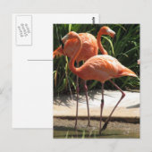 Blok van het Briefkaart Flamingos (Voorkant / Achterkant)