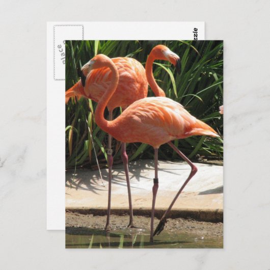 Blok van het Briefkaart Flamingos (Voorkant / Achterkant)