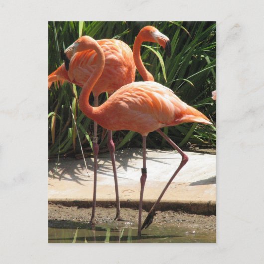 Blok van het Briefkaart Flamingos (Voorkant)