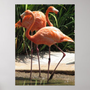Blok van het Poster Flamingos