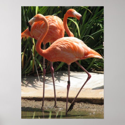 Blok van het Poster Flamingos (Voorkant)