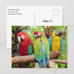 Blok van kleurrijke Macaw-parrots Briefkaart