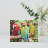 Blok van kleurrijke Macaw-parrots Briefkaart (Staand voorkant)