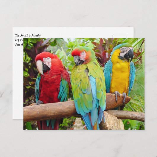 Blok van kleurrijke Macaw-parrots Briefkaart (Voorkant / Achterkant)