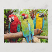Blok van kleurrijke Macaw-parrots Briefkaart (Voorkant)