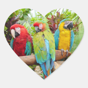 Blok van kleurrijke Macaw-parrots Hart Sticker