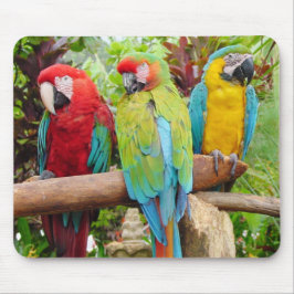 Blok van kleurrijke Macaw-parrots Muismat