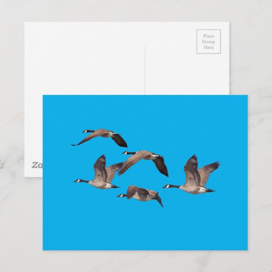Blok van wilde ganzen briefkaart (Voorkant / Achterkant)