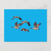 Blok van wilde ganzen briefkaart (Voorkant)