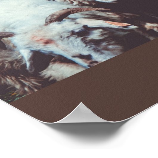 Blok van witte en zwarte schapen poster (Hoek)