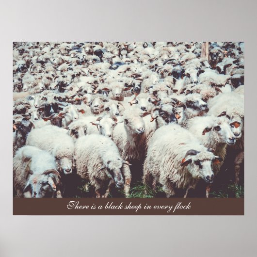 Blok van witte en zwarte schapen poster (Voorkant)
