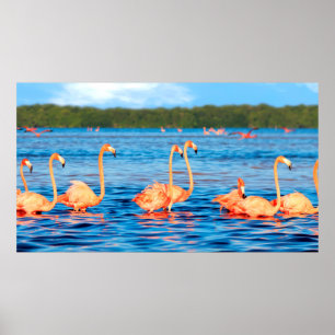 Blokken van mooie roze flamingos in de Celestun Poster