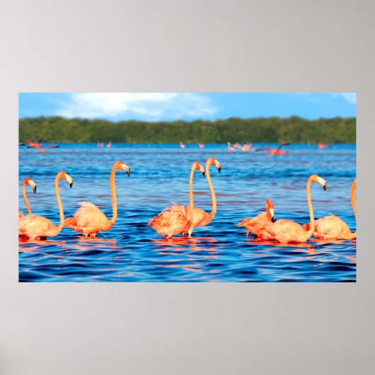 Blokken van mooie roze flamingos in de Celestun Poster (Voorkant)