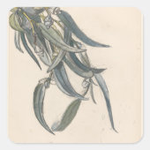 Blokkeren van een eucalyptus vierkante sticker (Voorkant)