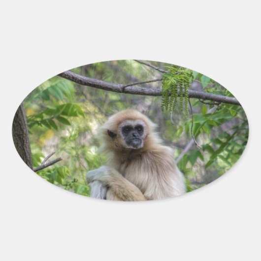 Blond Gibbon Aap - Hylobates lar Ovale Sticker (Voorkant)