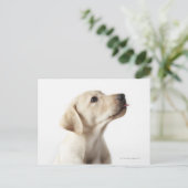 Blond labrador puppy die tong uitsteekt briefkaart (Staand voorkant)